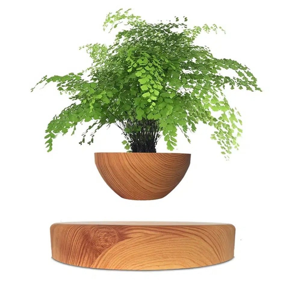 Plante lévitation avis