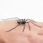 Aimants de réfrigérateur araignée créatifs, décor pour réfrigérateurs, nouveauté amusante, accessoires de réfrigérateur magnétiques, articles de décoration pour la maison 7
